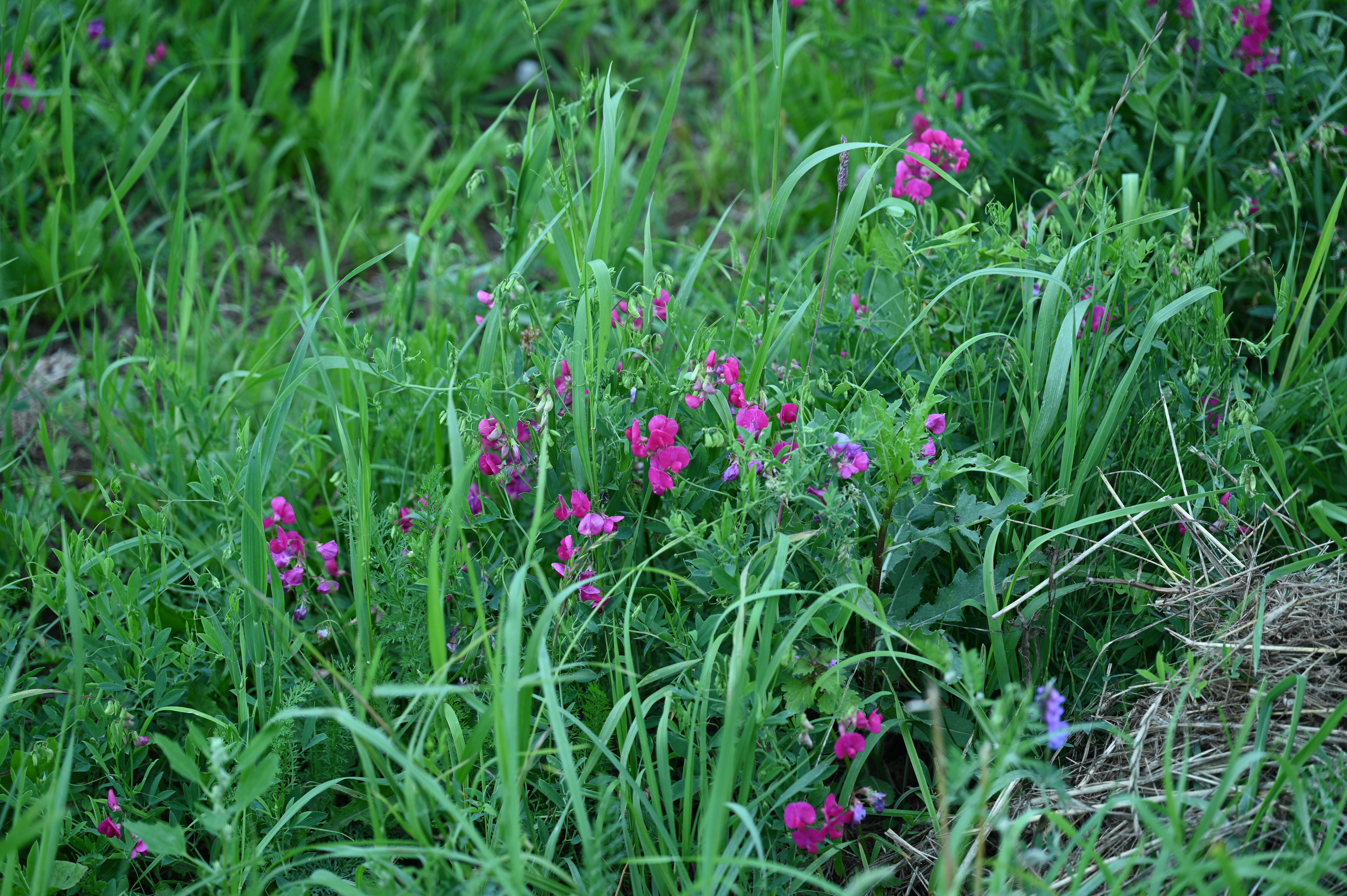 2025/07/09-14 - trip/DSC_0005.JPG